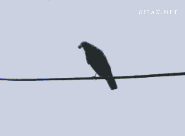 Smartest+Crow.gif