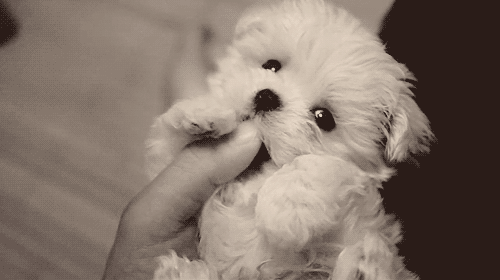 Cute-Puppy-Smile.gif