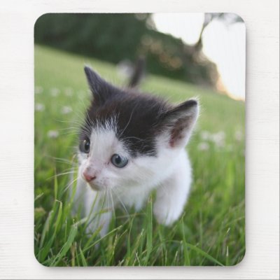 baby_black_and_white_kitten_in_grass_mousepad-p144062800681533242trak_400.jpg