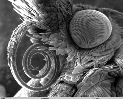 butterfly-tongue-under-scanning-electron-microscope.jpg