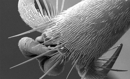 hornet-leg-scanning-electron-microscope.jpg