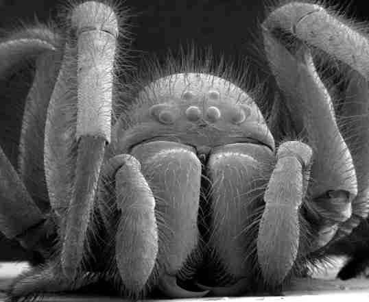 spider-under-scanning-electron-microscope.jpg