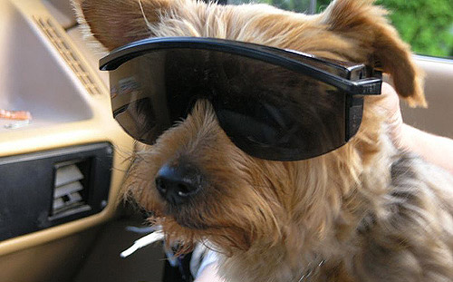 dog-sunglasses-8.jpg