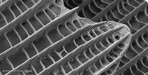 secondary-electron-sem-butterfly-scales_48235_1.jpg
