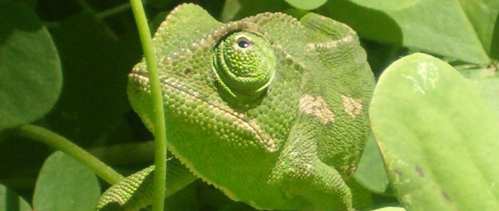 chameleon in green background cropped.jpg