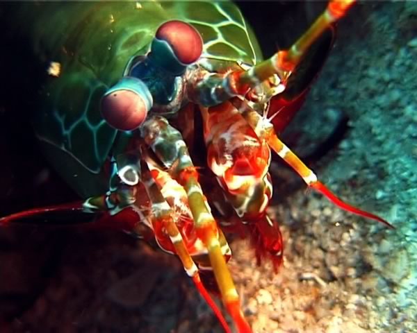 Mantis_shrimp4.jpg