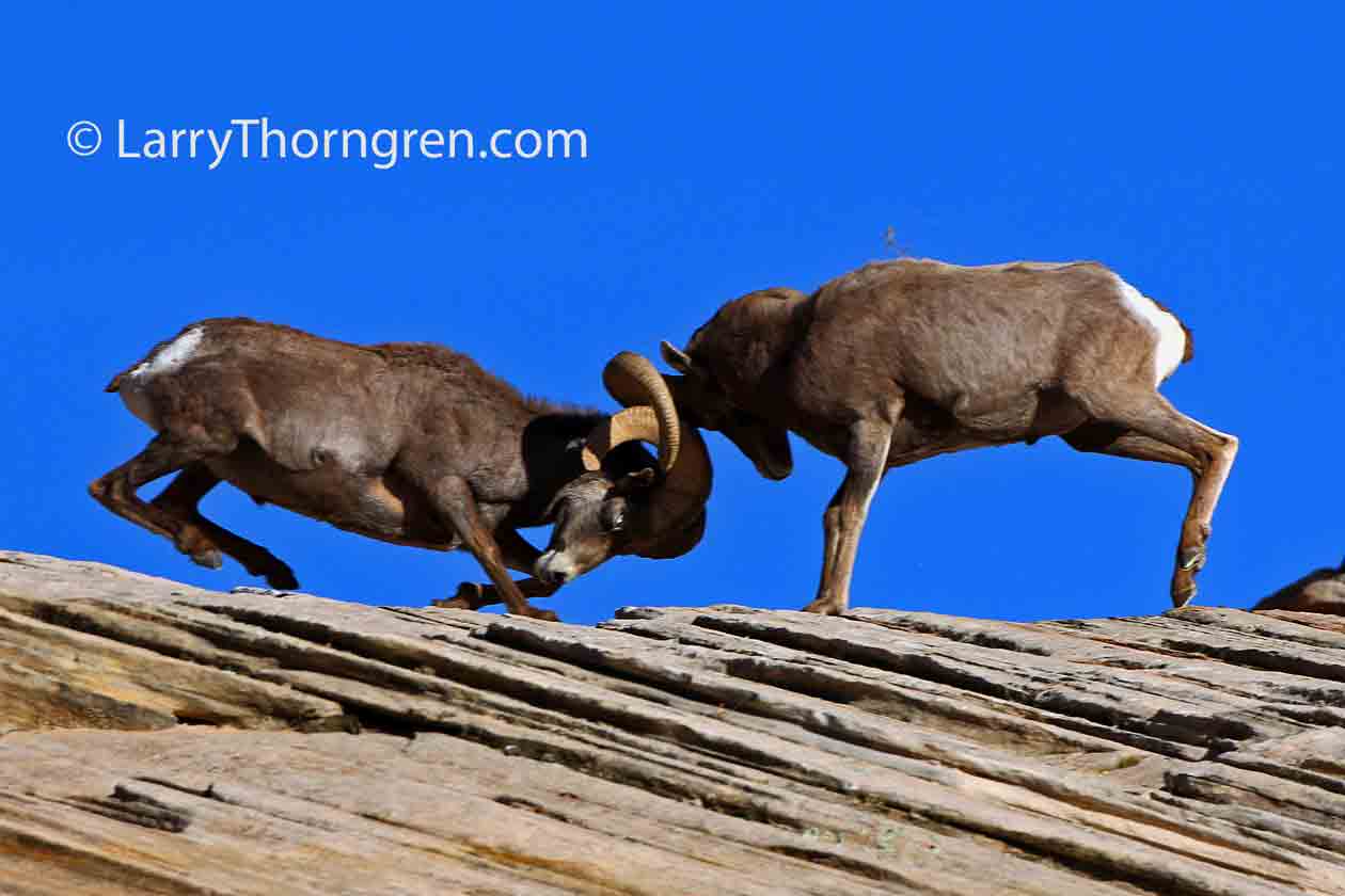 IMG_4306-Fighting-Bighorns.jpg