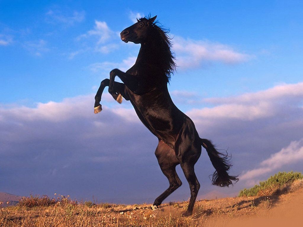 black-stallion-rearing.jpg