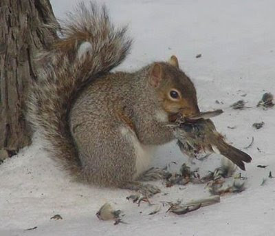 squirrel_eats_bird.jpg