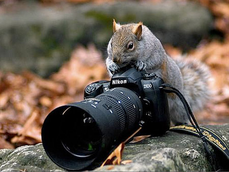animals_cameras.jpg