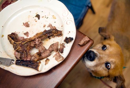 getty_rm_photo_of_dog_straining_toward_steak_bone.jpg