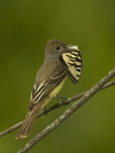 joe-mcdonald-great-crested-flycatcher-eating-a-butterfly-myiarchus-crinitus-north-america_i-G-38-3812-R8PIF00Z.jpg