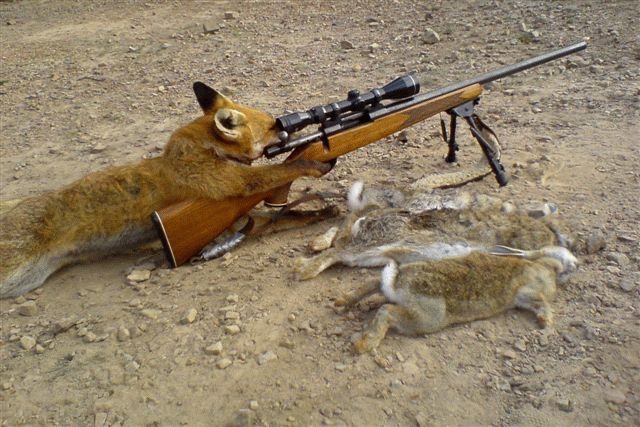 rabbit-hunt.jpg